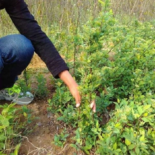 长沙美丽绣线菊