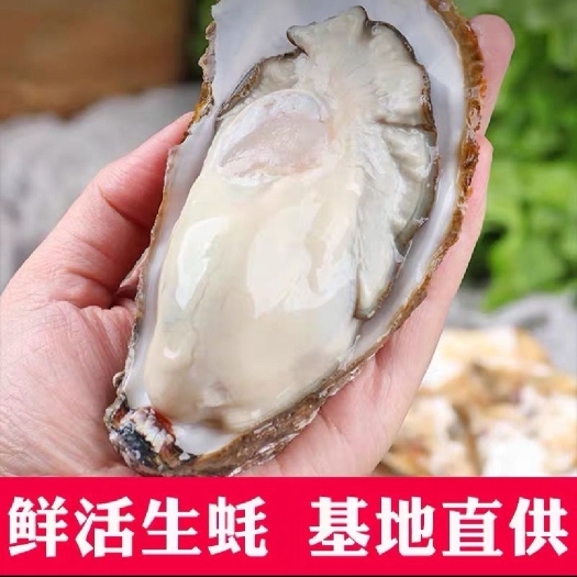 乳山市【乳山生蚝】产地一手货源厂家批发！！乳山牡蛎 净化乳山生蚝