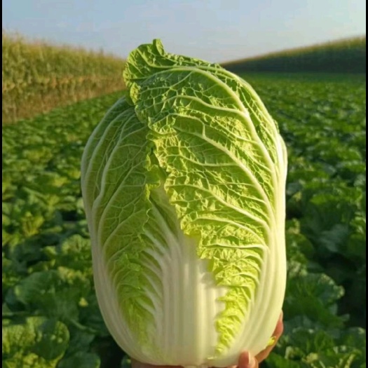 黄心大白菜，自己种植地，3-5w斤出货