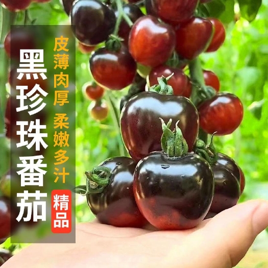 黑珍珠番茄种子