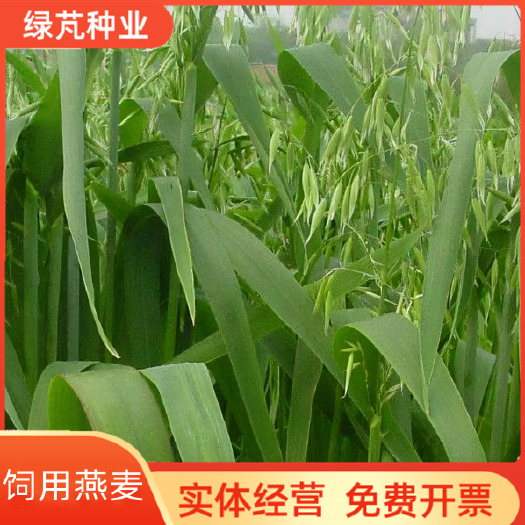 沭阳县燕麦种籽 饲用燕麦种子麦草农家有机麦种子