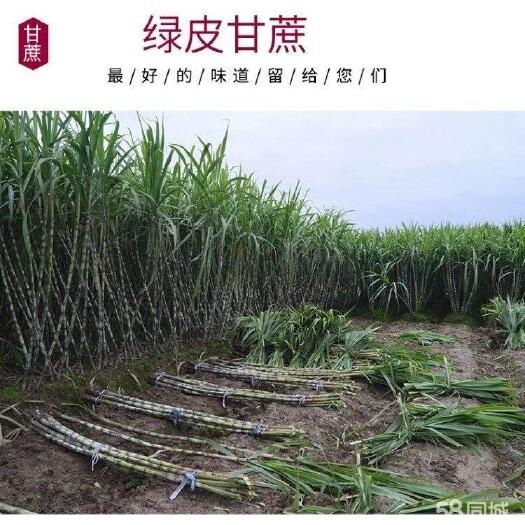 荣县批发四川甘蔗 味甜 滋多 农民一手甘蔗 找车一条龙服务