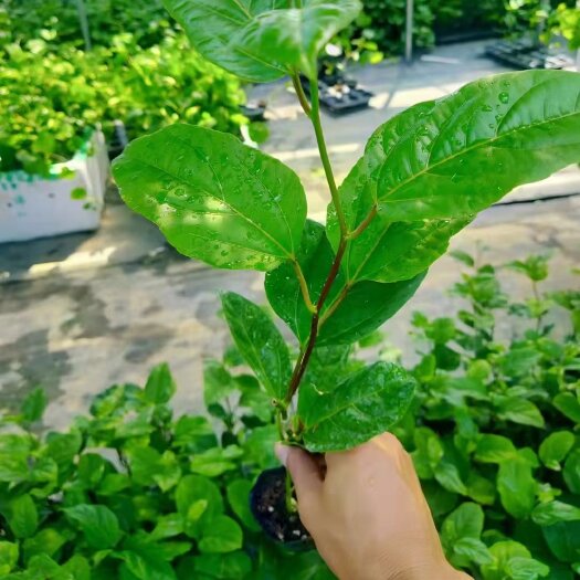 灵山县脱毒钦蜜九号百香果嫁接苗