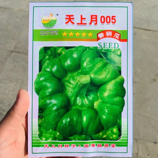 沭阳县云南特产姜柄瓜种子 早熟嫩南瓜柿饼状姜饼南瓜种籽 特色品种