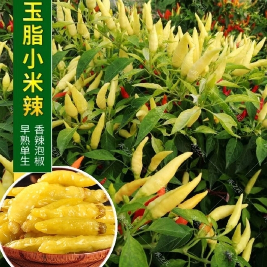 衡阳玉脂小米辣种子小米泡椒种子