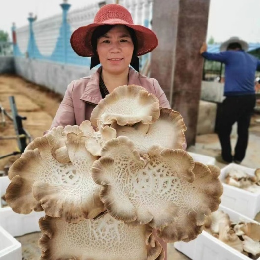 河间市灵芝菇