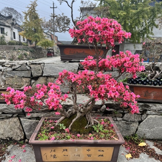 老古桩映山红碳化老桩四季常青大红杜鹃花高杆老怪熟桩盆景盆栽绿