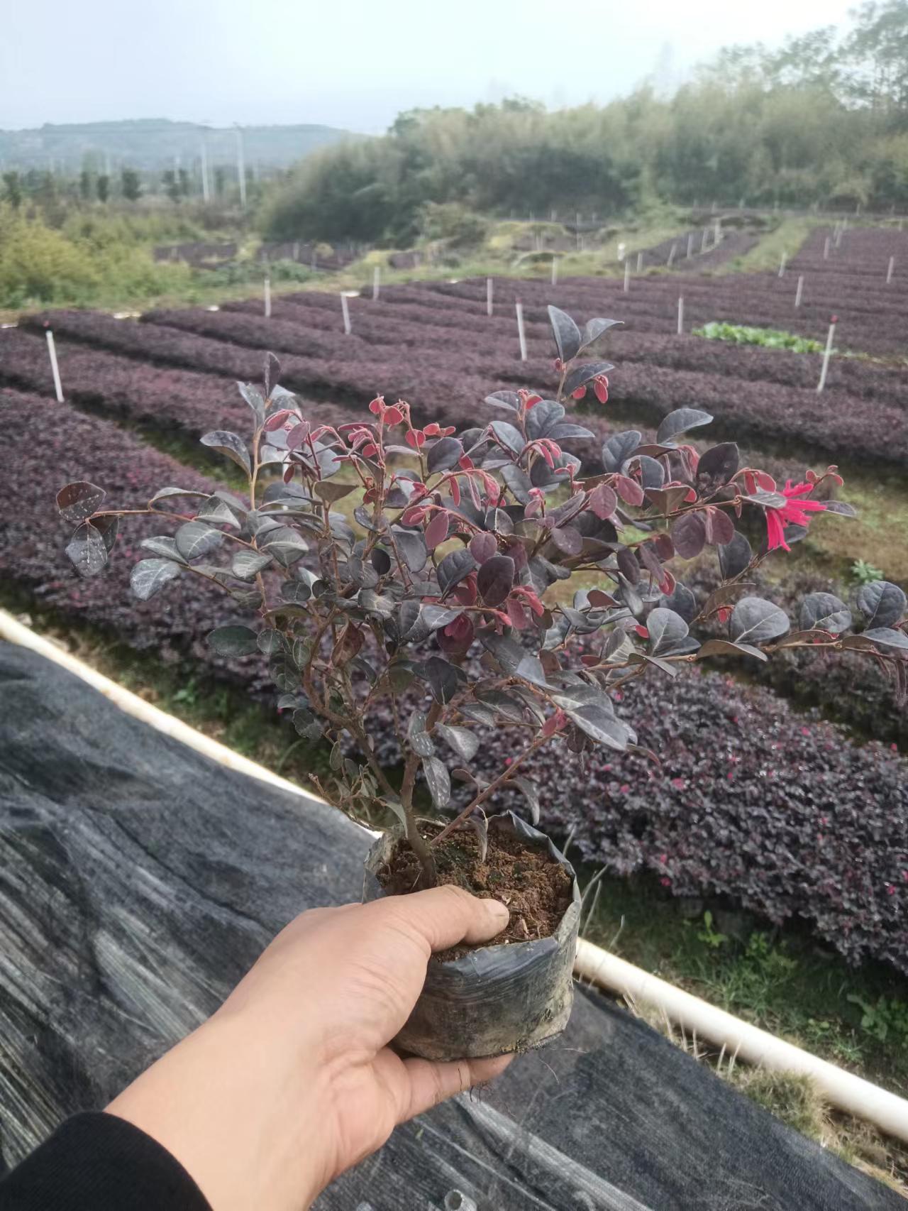 郴州大叶红  红花继木 基地直销 绿化苗木 各种地被苗、球形