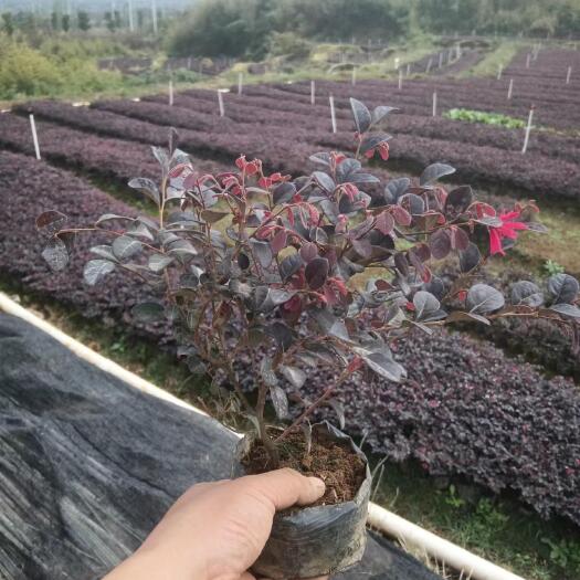 郴州大叶红  红花继木 基地直销 绿化苗木 各种地被苗、球形