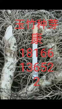 隆回县玉竹种苗 4个品种，价格依次为9，9.5，10元