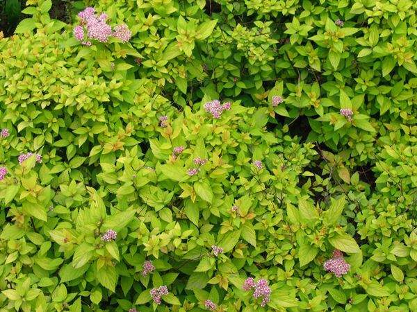长沙金山绣线菊