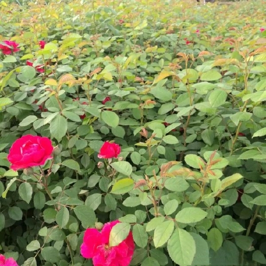 长沙蔷薇花苗