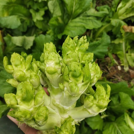 岳池县儿菜种植面积多