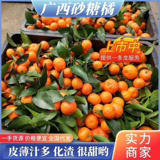 钟山县沙糖桔 广西沙糖桔，大量采摘中 诚信靠谱代办代收代发全国各地