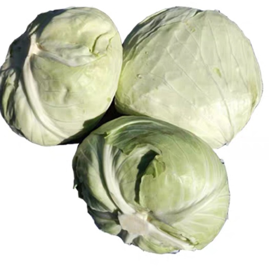鹤山市广东金包包菜