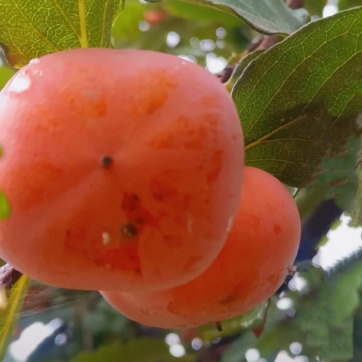 延吉市冻柿子