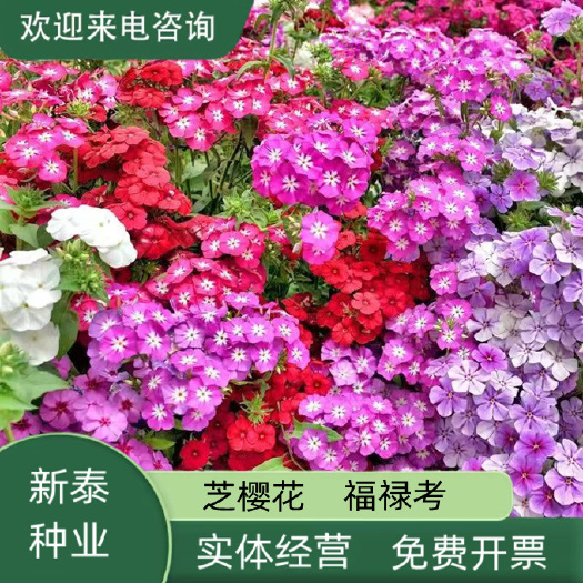 芝樱种子福禄考种子优质种子易存活地被植物耐寒