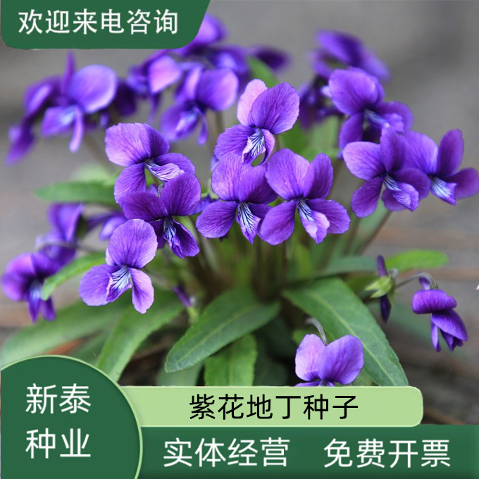 沭阳县紫花地丁种子多年生紫花地丁花卉种子新种子地被花卉种子