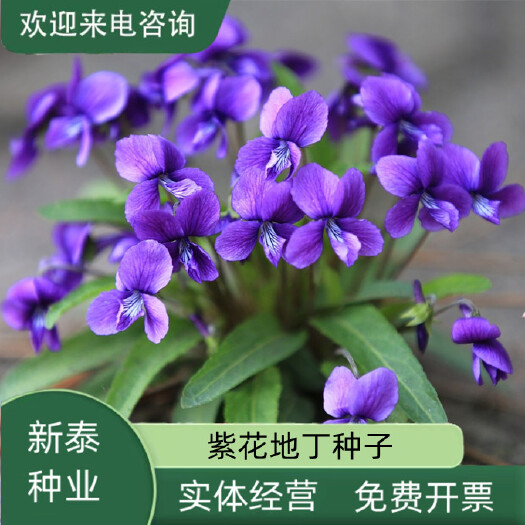 沭阳县紫花地丁种子多年生紫花地丁花卉种子新种子地被花卉种子