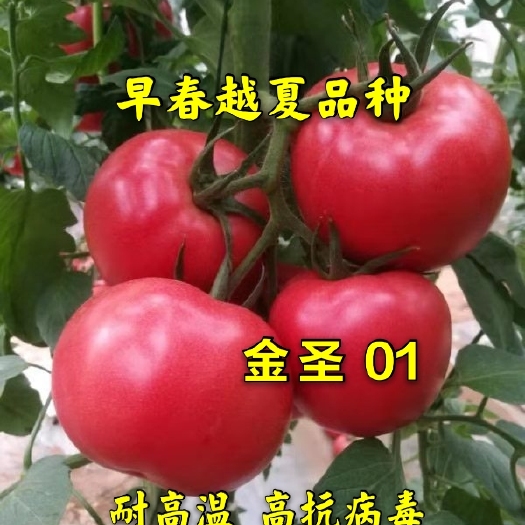 硬粉番茄种子  金圣01抗TY硬粉番茄、耐热、耐裂、早熟品种