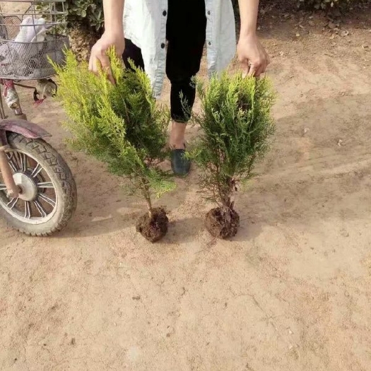 长沙洒金柏球