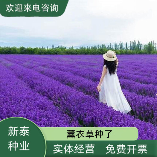 沭阳县薰衣草种子花种子花草种子阳台盆栽花卉种子四季室内种易种春花种