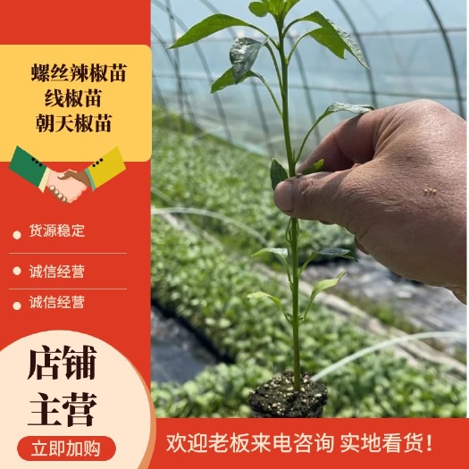 绥宁县线椒苗，牛角椒，螺丝椒苗，抗病，场地直销
