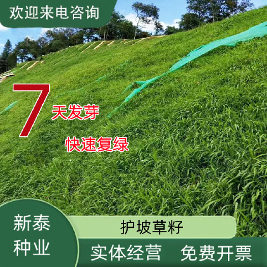 护坡草籽护坡大王护坡草坪种子四季常青护坡种子护坡固土草籽