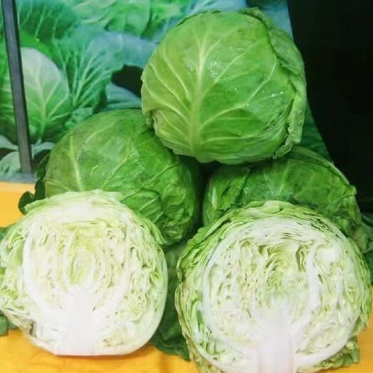 横州市广西横县包菜，产地直发，一手货源，欢迎全部各地老板长期合作