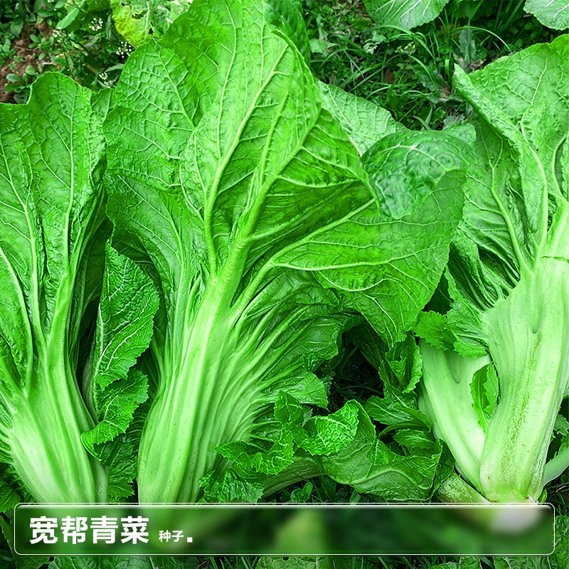 宽帮青菜种子腌渍泡菜四川芥菜中熟大叶秋播蔬菜种子