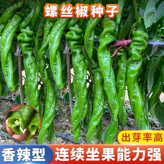 衡阳辣椒种子特大螺丝椒种子四季辣椒种子早熟阳台盆栽播蔬菜种子