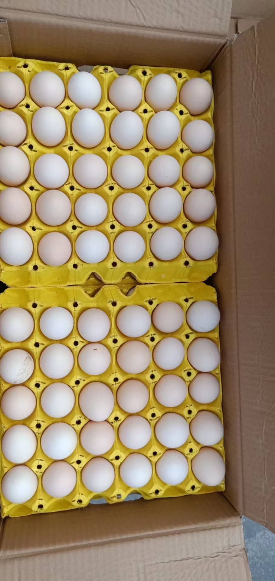 [粉壳蛋批发]源头产地新鲜鸡蛋价格176元/箱 