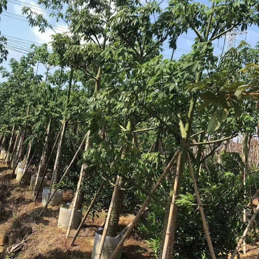 木锦苗