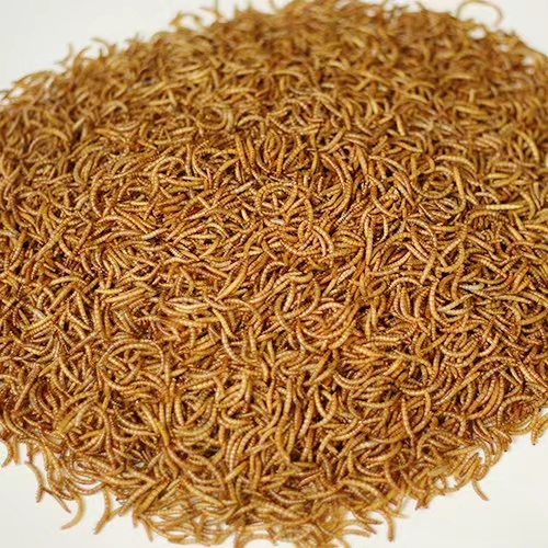 蠡县干黄粉虫