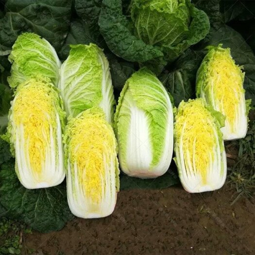 威宁县高山大白菜