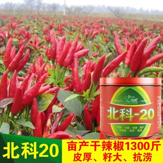 北科20辣椒种子北科-20大果高辣抗病高产耐涝高辣品种亩用两