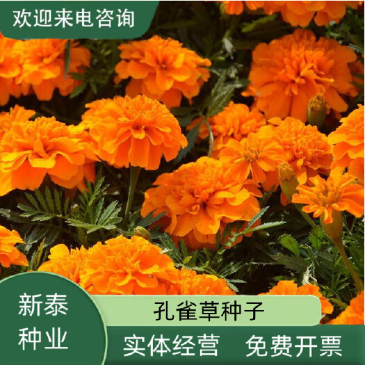 孔雀草种子混色重瓣草花种子庭院室外景观花卉四季易种花种