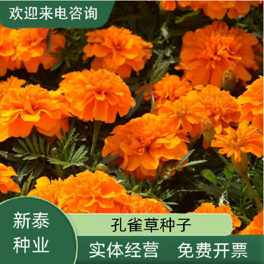 沭阳县孔雀草种子混色重瓣草花种子庭院室外景观花卉四季易种花种