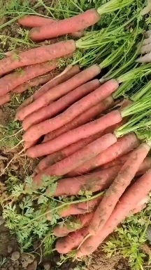 大荔县大荔县沙地红萝卜