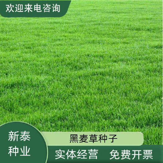 沭阳县黑麦草草坪种子免修剪耐践踏绿化草坪庭院护坡四季青黑麦草种籽
