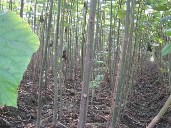 长沙泡桐树
