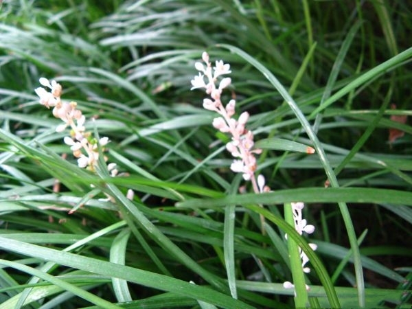 长沙麦冬草