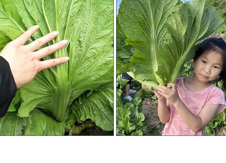 宽帮青菜种子腌渍泡菜四川芥菜中熟大叶秋播蔬菜种子