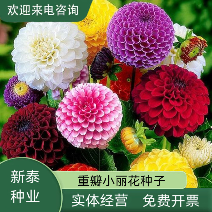 沭阳县小丽花种子四季开花易活小丽菊花种庭院室外花种籽子阳台盆栽花籽
