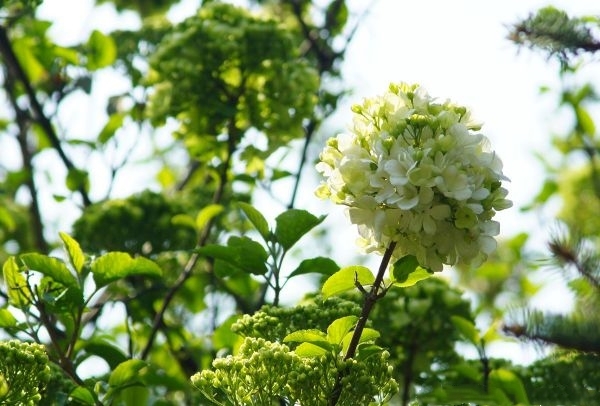 青岛绣球花