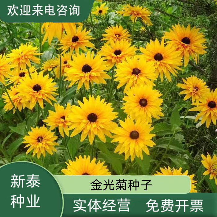 沭阳县金光菊种子黄金菊种子永生菊种子多年生草花种子四季易活花卉