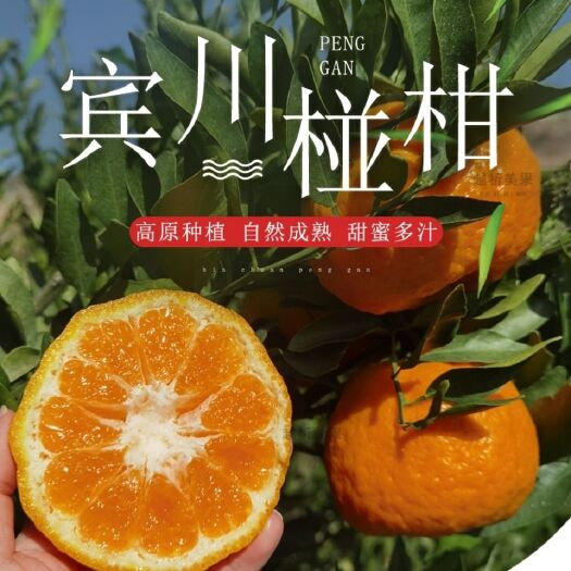 宾川县云南大理宾川椪柑丑橘子桔子现摘现发蜜橘一件代发