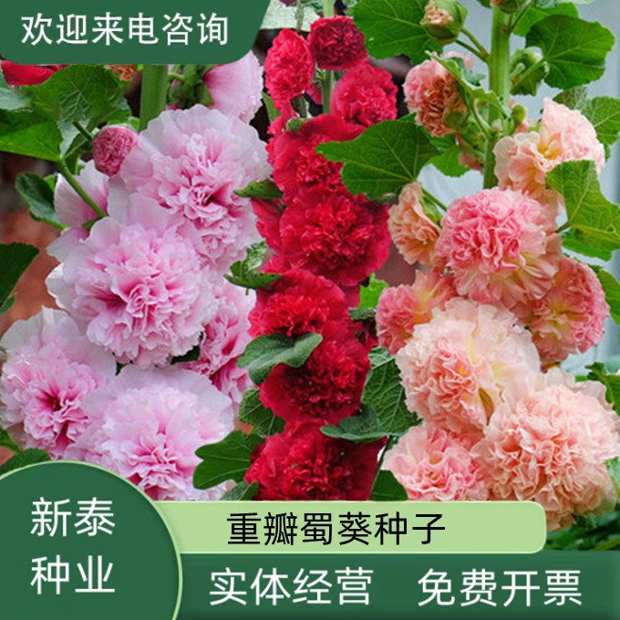 沭阳县蜀葵花种子春秋四季易种开花多年生宿根花籽景观庭院花种之一