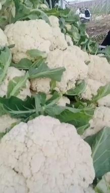 博爱县松花菜