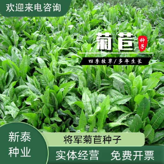 将军菊苣种子大叶菊苣草种籽多年生四季牧草猪牛羊鸡鸭鹅鱼草种子